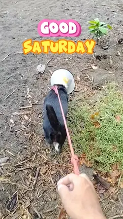 dog lover