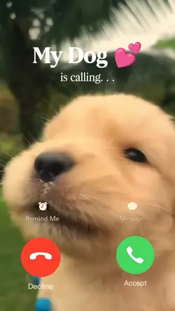my dog is calling 