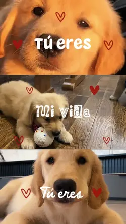 Tú eres mi todo🐶🐾