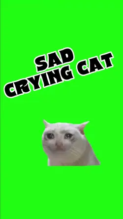 SAD CRYING CAT MEME