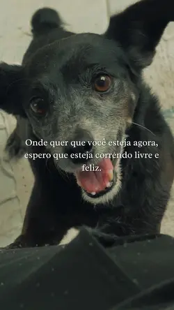 Lembrança cachorro