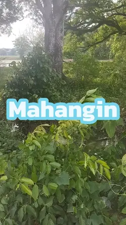 Mahangin