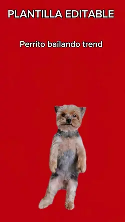 Perrito baila trend