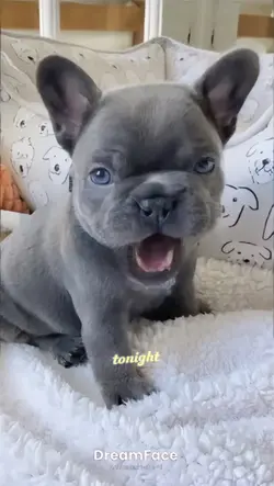 หมาร้องเพลง