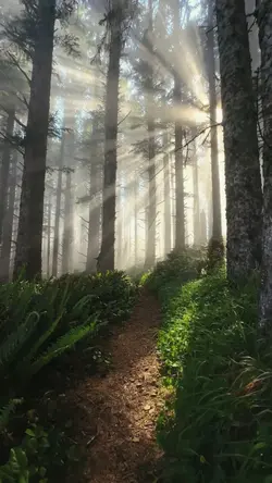 Tropis Forest