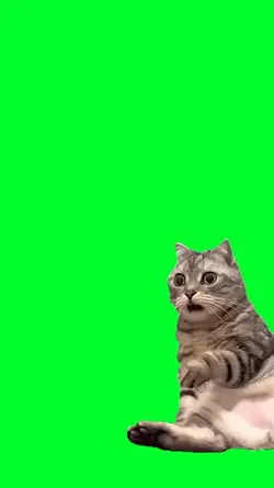 Cat shocked face
