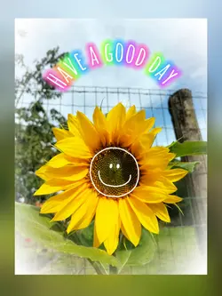 Sunflower 