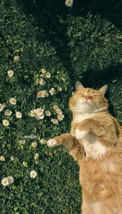 lyric melting