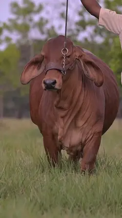 sapi gemoy 