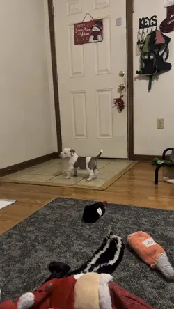 Dogs 