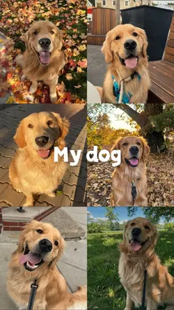 My dog