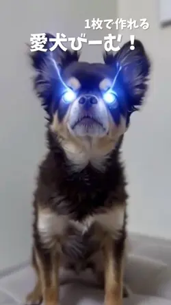 愛犬ビーム!