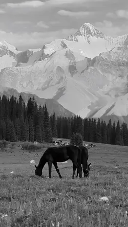 black and white