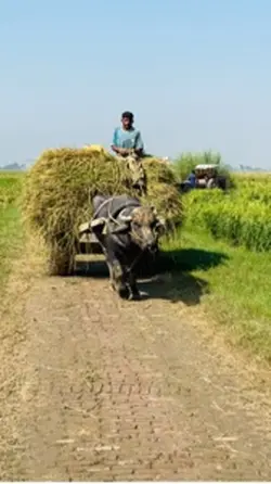 Kisan