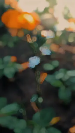 Green Orange Filter