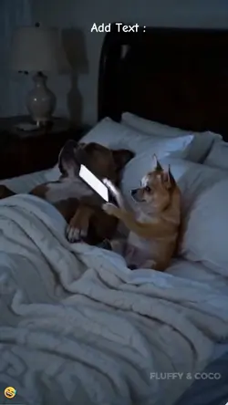 Funny Dog.Real