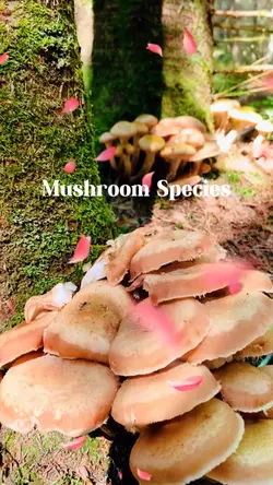 Mushroom Species