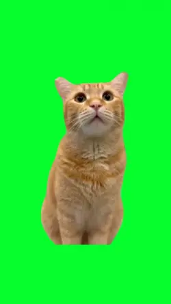 talking cat