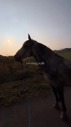 Evening walk! 🐴🐶