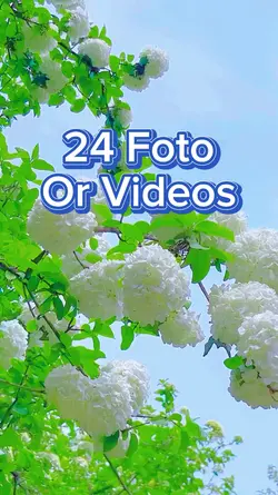 24 Foto Slides