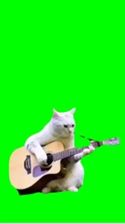 Cat playing guita