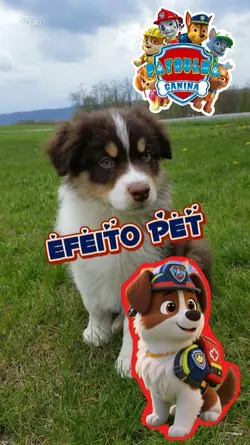 Pet da patrulha 