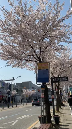 Aesthetic video