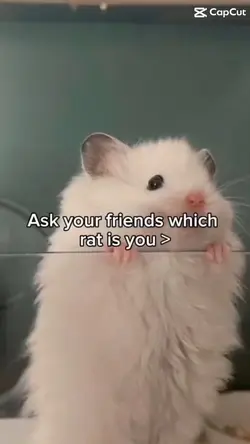 What rat r u 