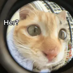 cat dump