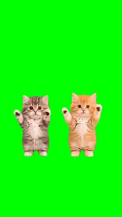 dancing kittens