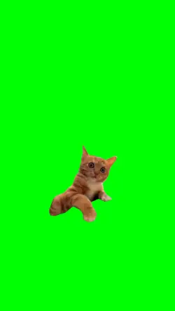 Angry cat 