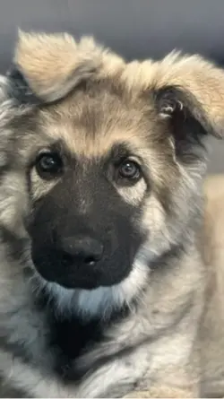 Hund liebe puppy