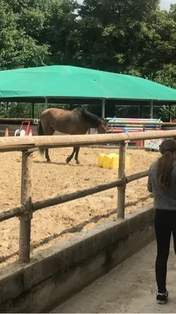 Chevaux 
