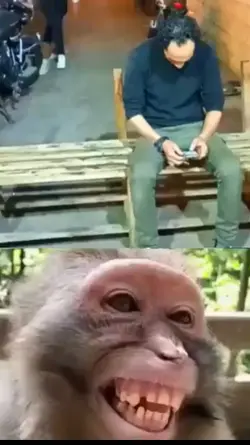 monyet ketawa