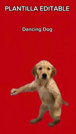 Dancing Dog 