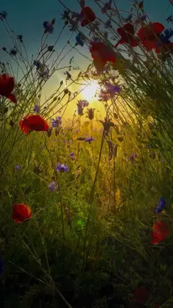 SUMMER MEADOWS 