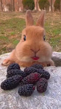 sweet bunnies 
