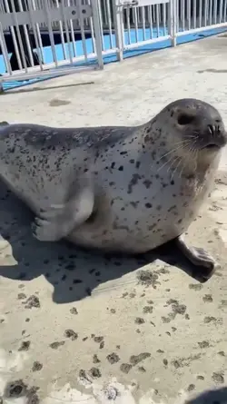trend foca emote