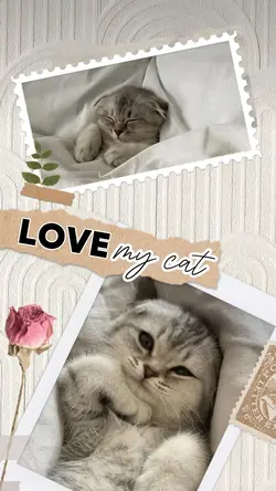 BABY CHAT 🐱🥰