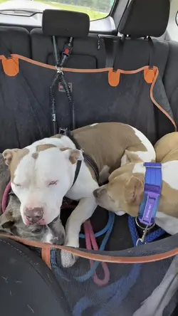 Dogs Love