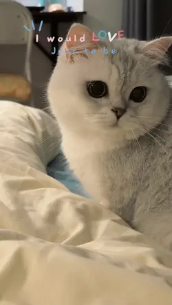 My kitten