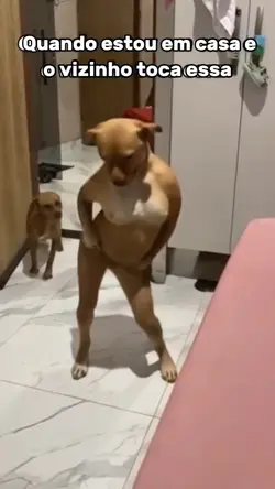 cachorro dançando