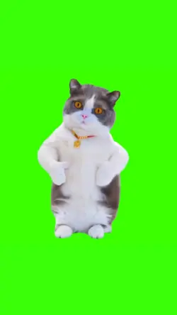 trend kucing joget