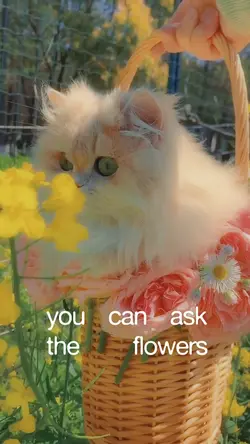 Pretty little cat
