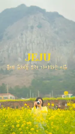Jeju canola flower💛