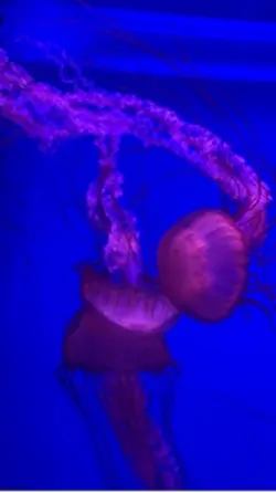 Aquarium 🫶🏻