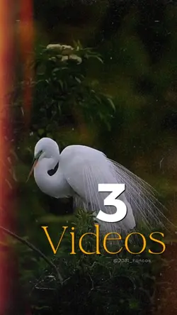 3 Videos