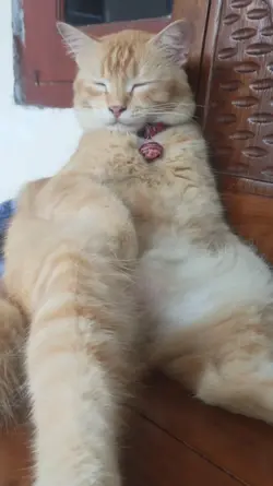suara kucing viral