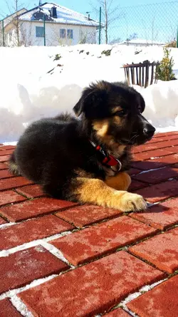 dog