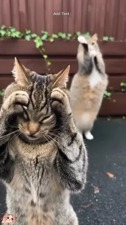 Dance Trend